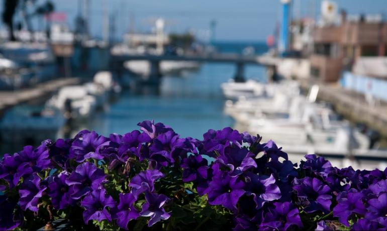 Fiori viola in primo piano, porto sfocato sullo sfondo.